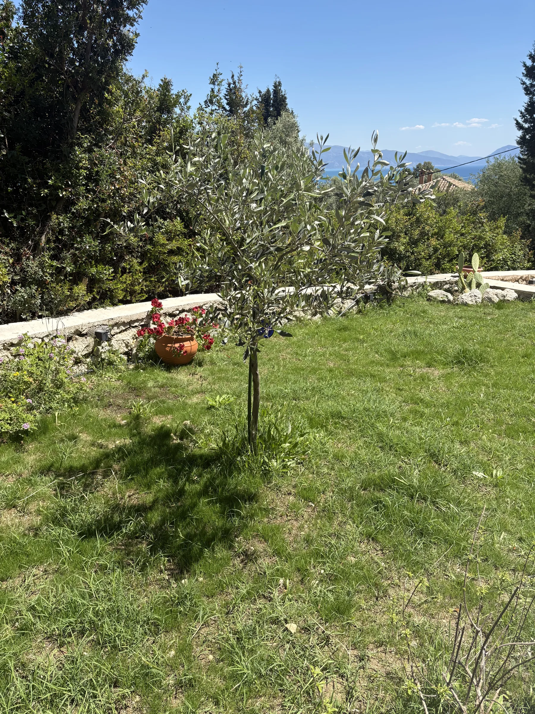 Κηπος με ελιες και θεα προς τη θαλασσα στο βαθος